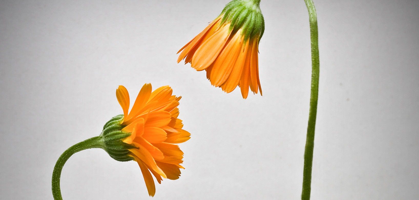 Two orange flowers angled towards each other.