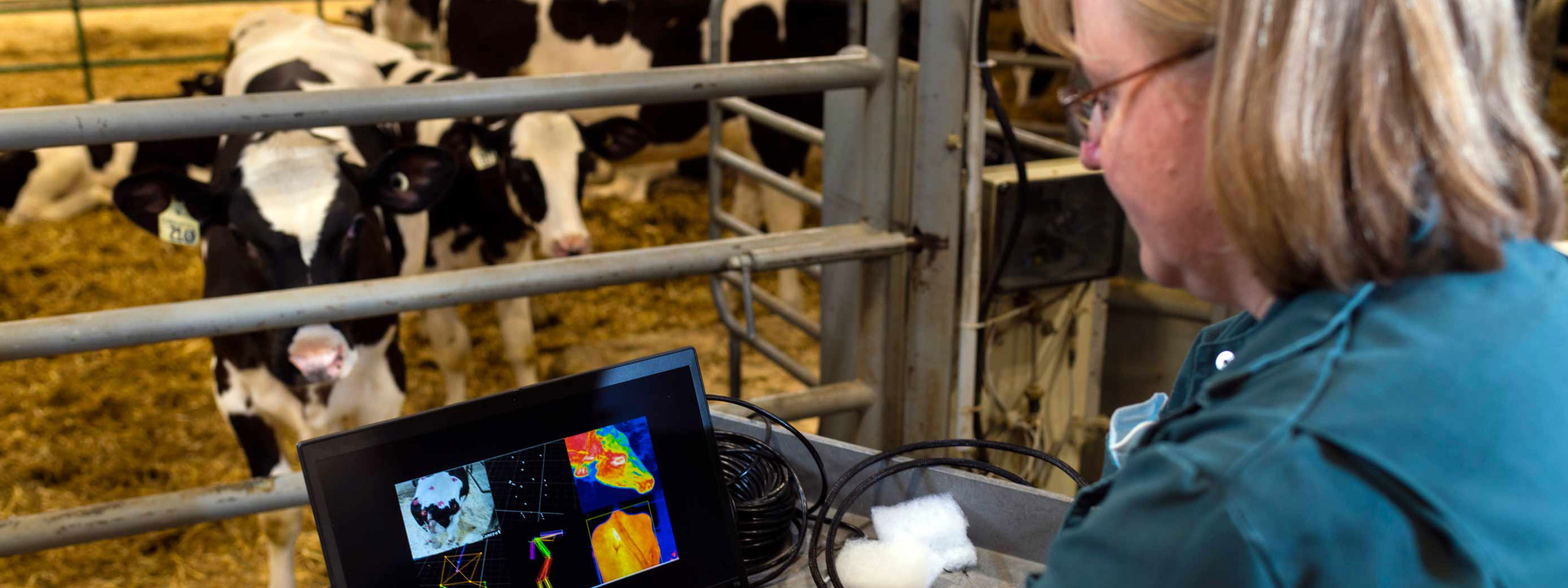 An agricultural researcher examines data from an experiment involving cattle.