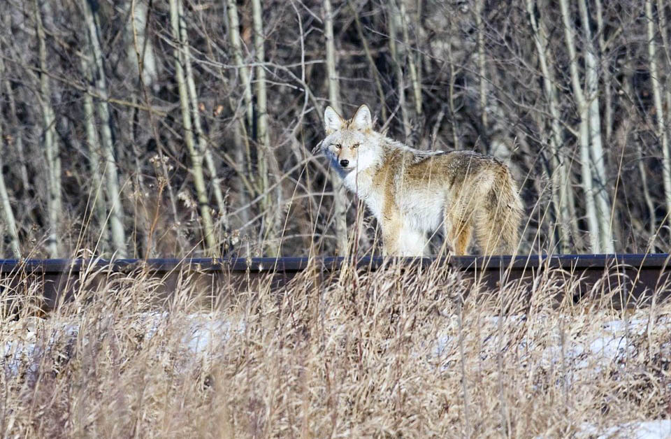 A coyote stands in a field.