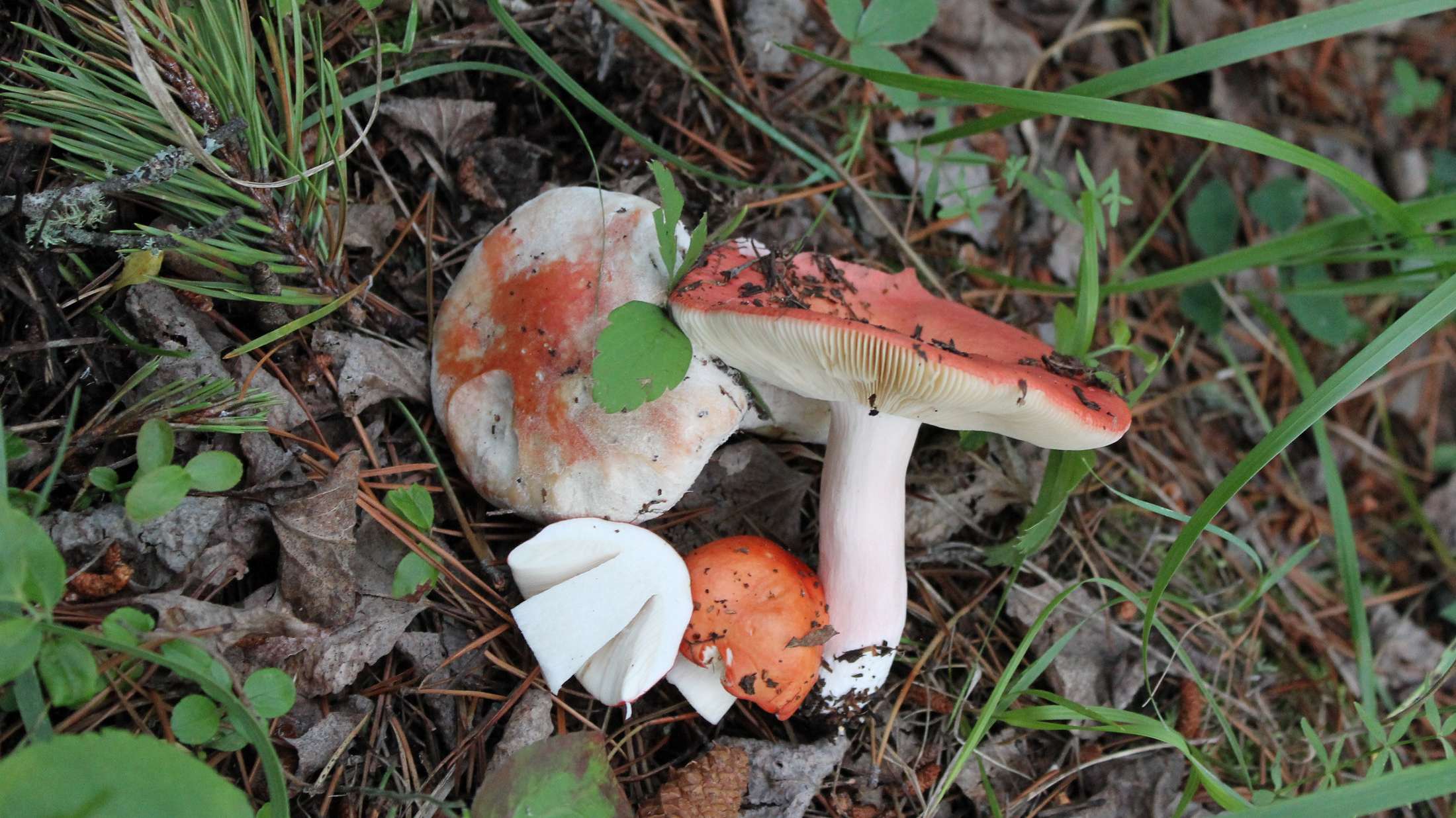 Faded Russula mushroom