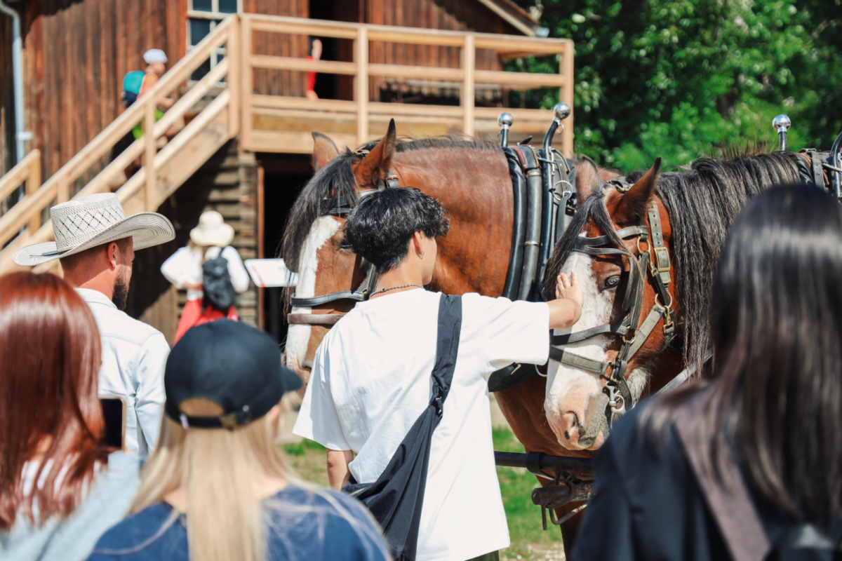 Group of ELS students petting horses at Fort Edmonton