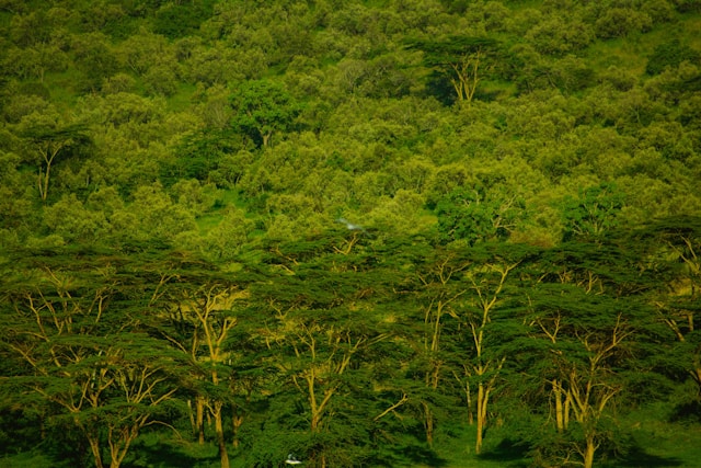 Arial view of a lush forest in Kenya