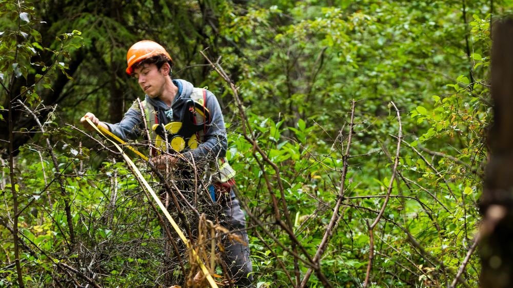 Fergus McSween pictured working in the forest.