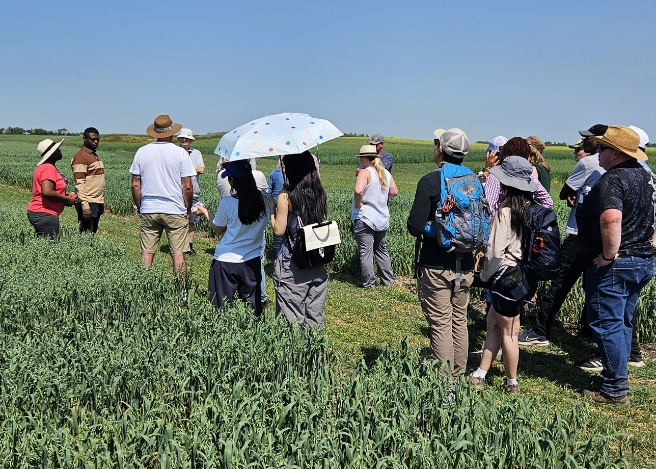 Photo taken out in a field on a hot blue skied day shows people learning about oat crops