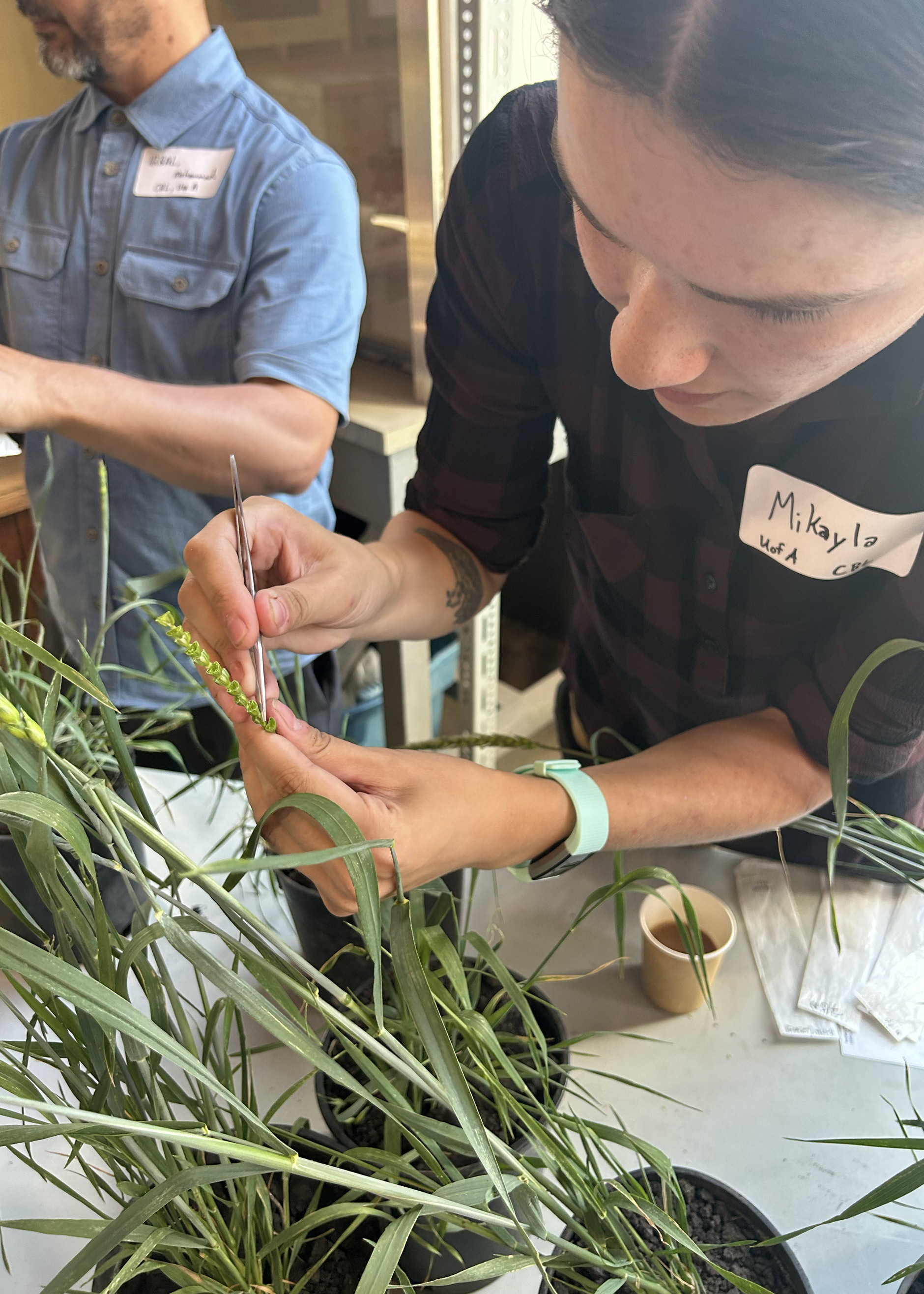 Close-up of a student using tweezers to remove anthers from wheat stalks