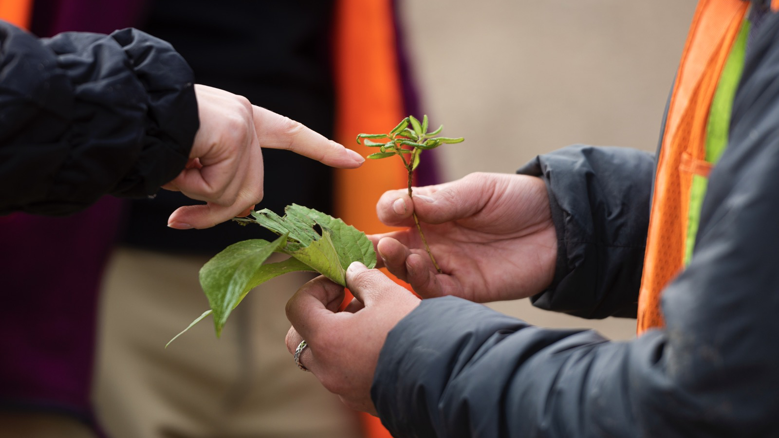 A close-up image of a person holding a plant. The roots are exposed. Another person is pointing to the leaves of the plant. The people are wearing reflective safety vests.