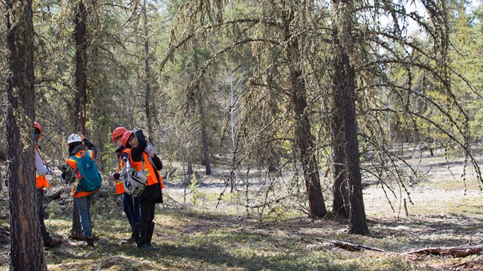 A group of researchers in a forest. They are wearing reflective safety vests and hard hats. It is a bright sunny summer of fall day.