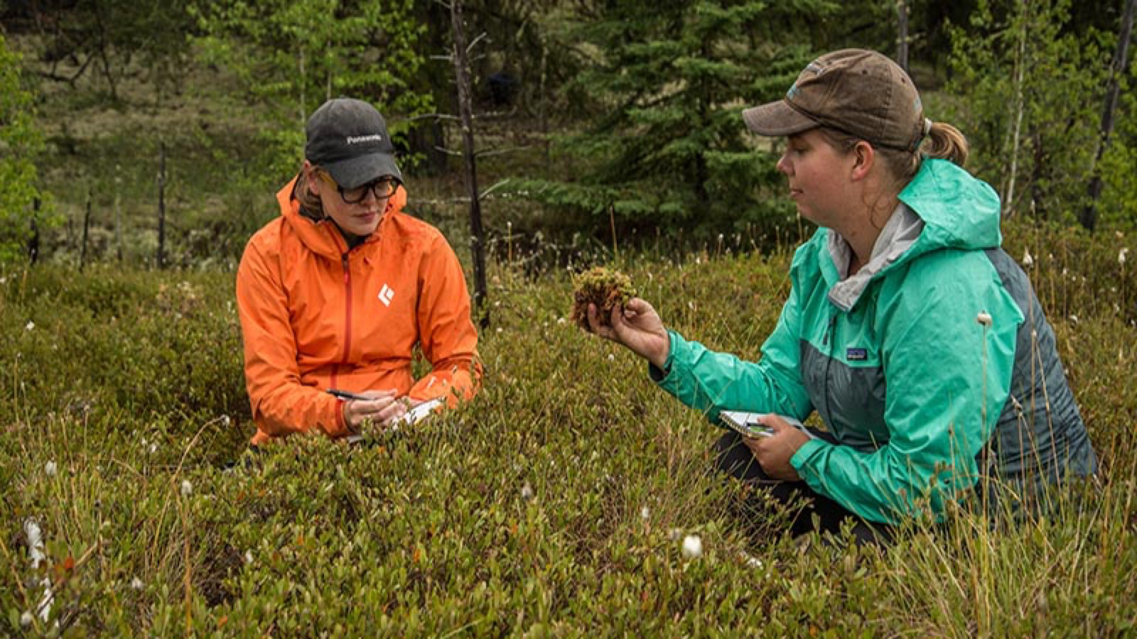 students research moss in a field