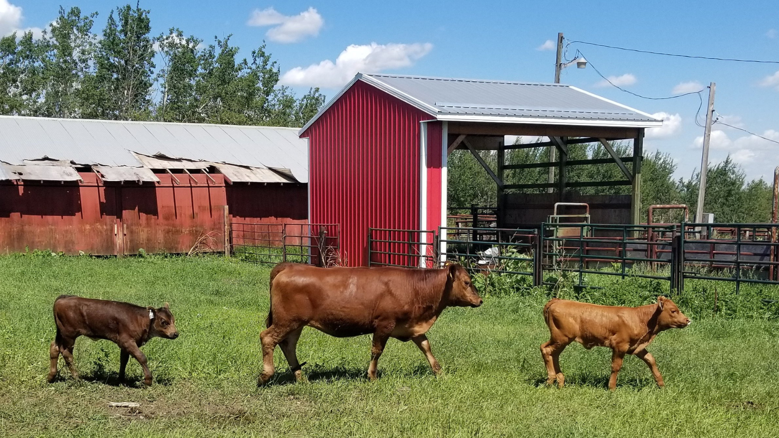 A cow and two calves walking in front of barn