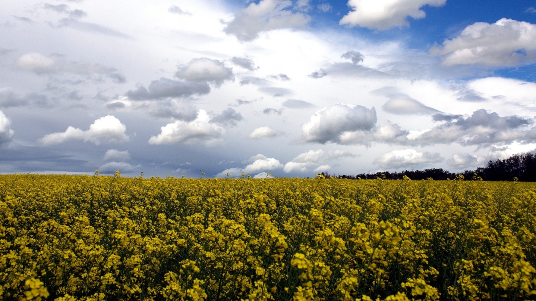 canola_in_alberta_canada-1778x1000.jpg