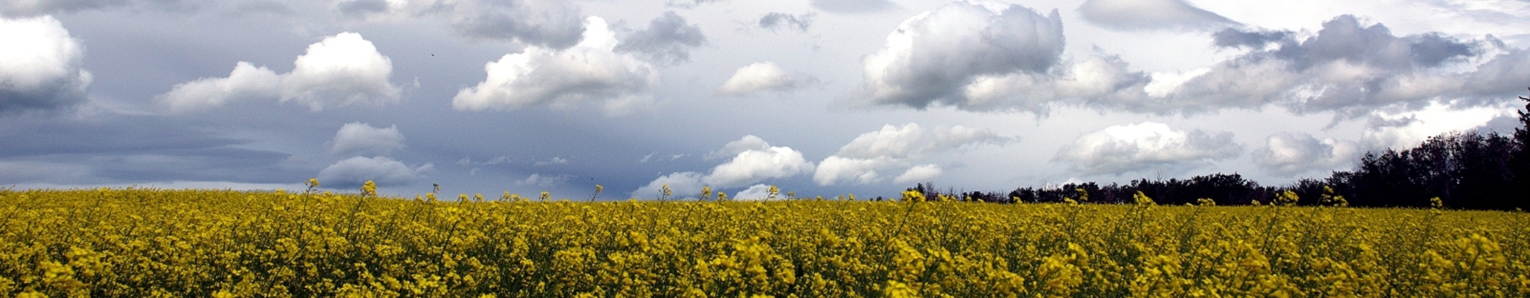 canola_in_alberta_canada-5120x1000.jpg