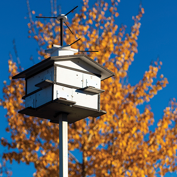 Photo of a Purple Martin birdhouse