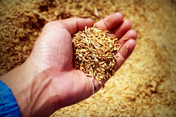 A hand holding grains of rice.