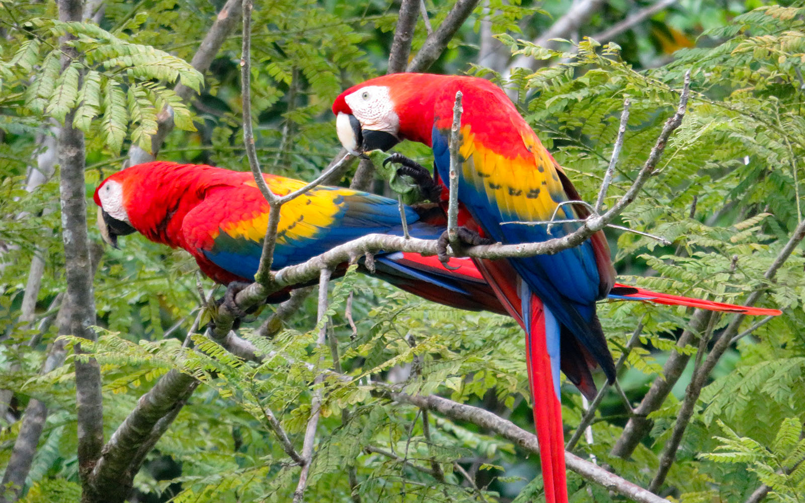 Macaws