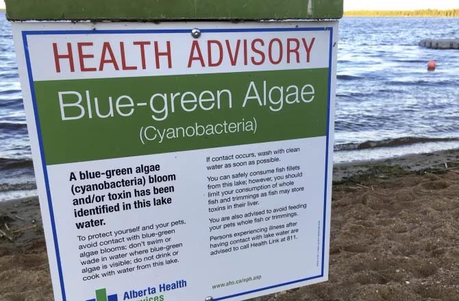 Rolf Vinebrooke weighs in on the dangers posed by blue-green algae.