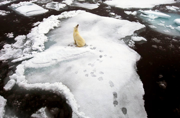 polar bear sitting on ice looking up