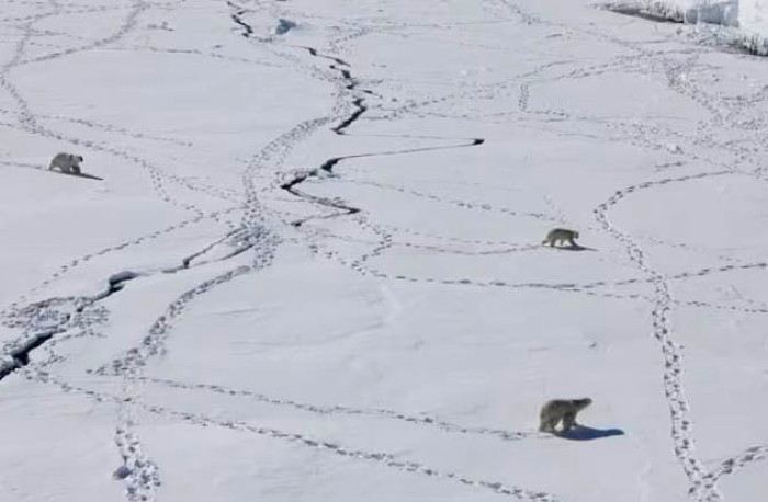 polar bears on arctic ice