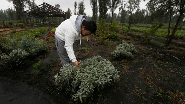 man bent over checking leaves on shrub