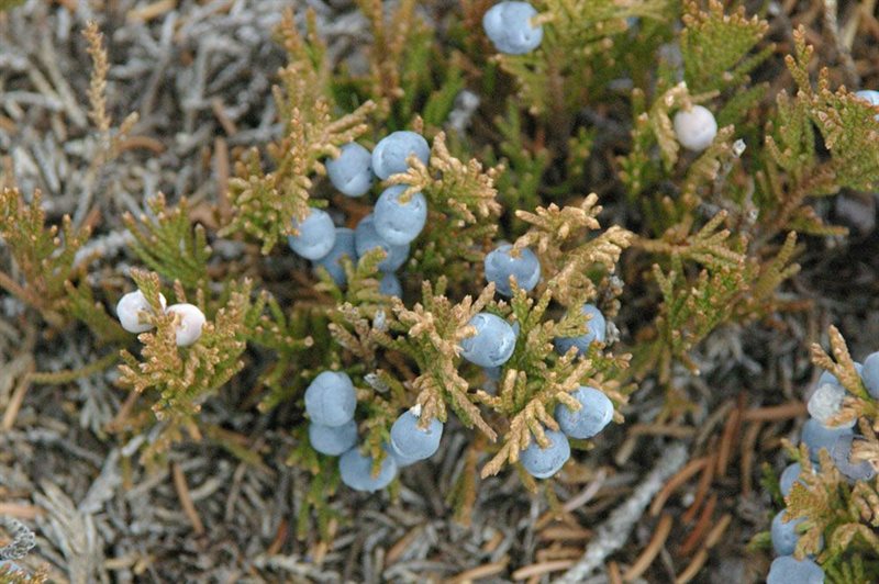 Indigenous plant