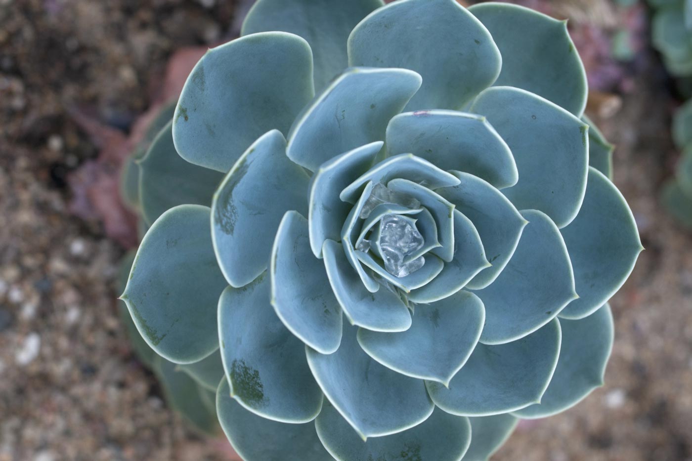 Plant in the Arid Showhouse