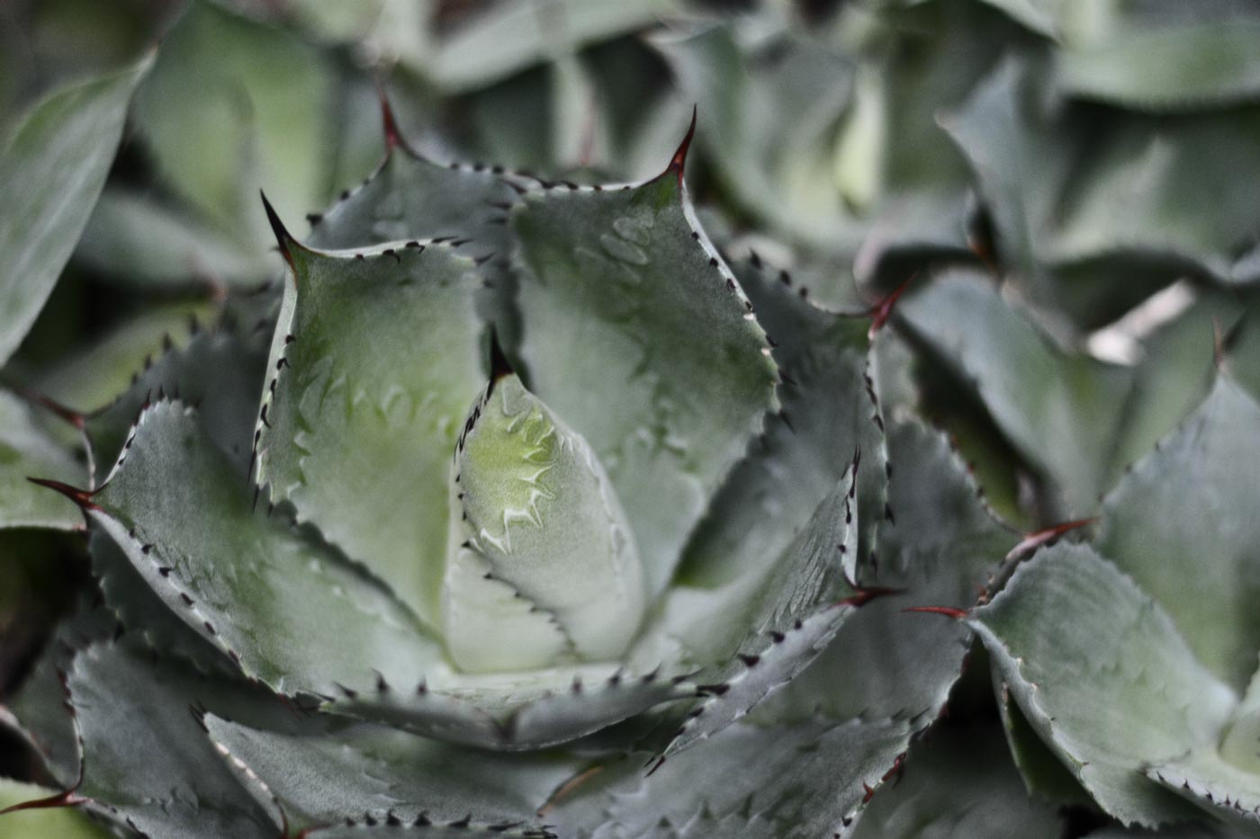 Plant in the Arid Showhouse