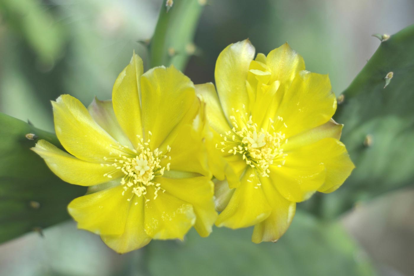 Yellow flowers in the Arid Showhouse