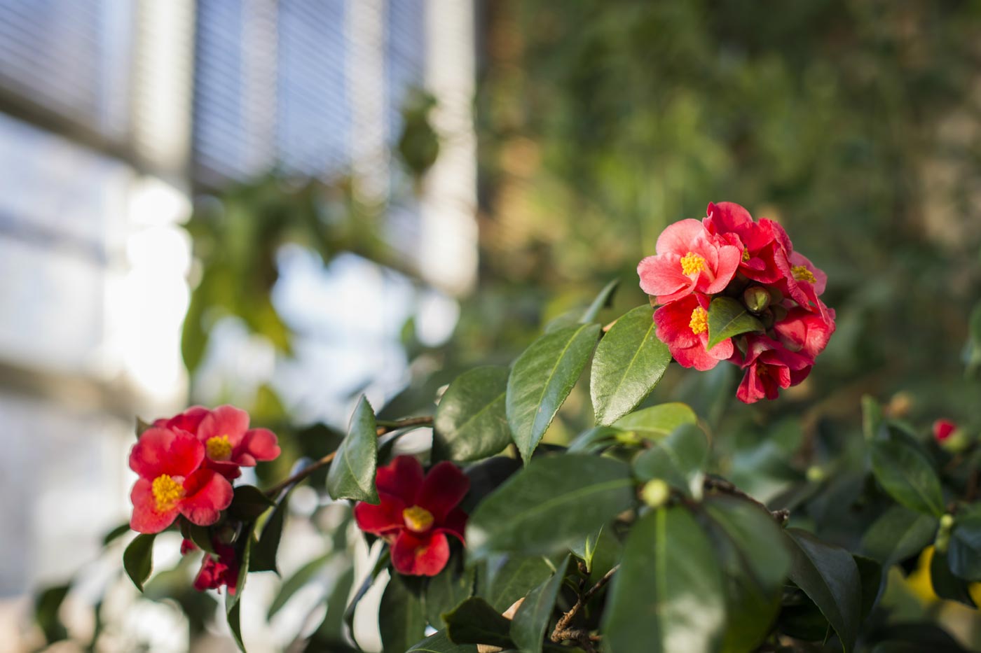 Plant in the Temperate Showhouse