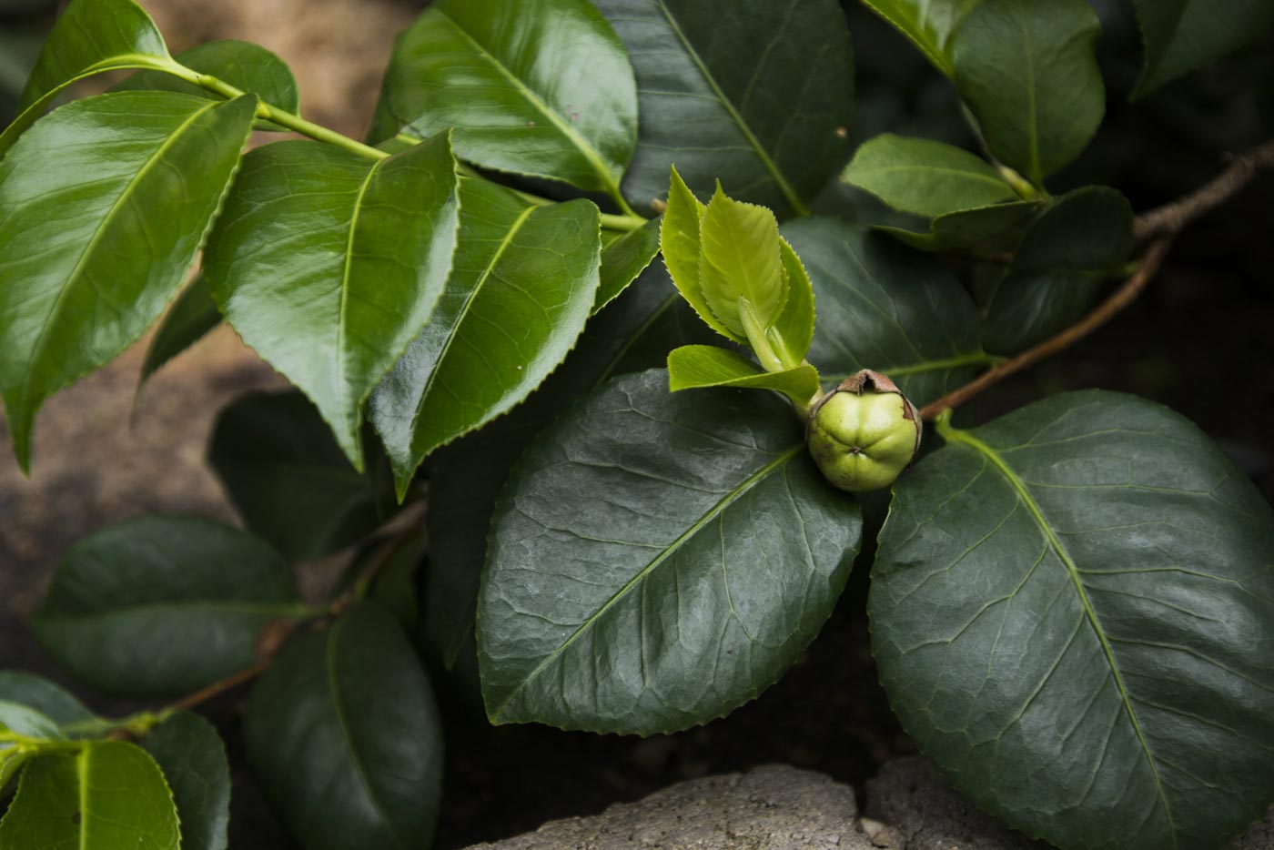 Plant in the Temperate Showhouse