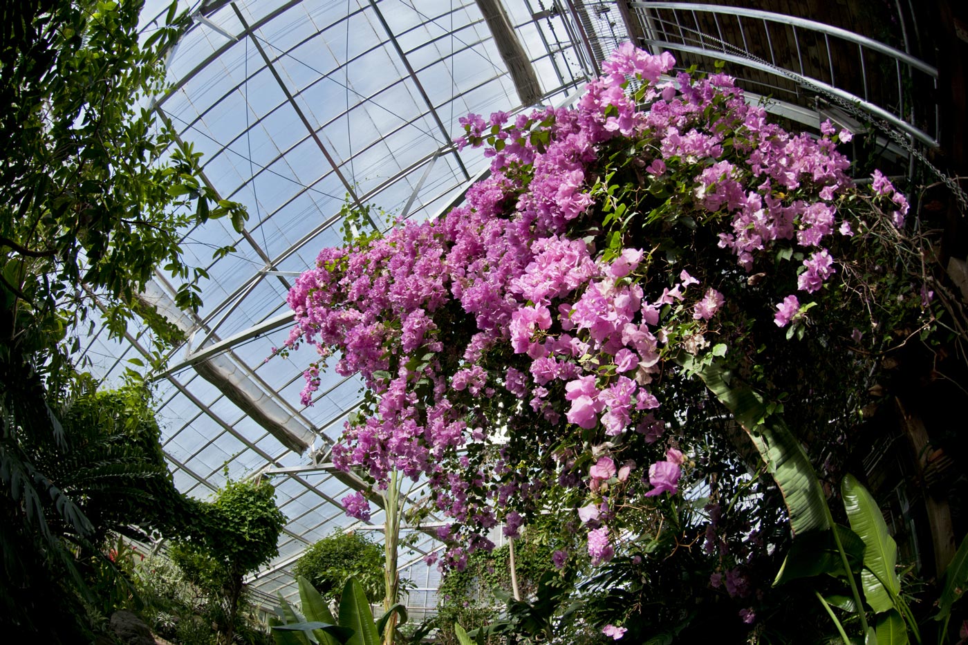 Tropical Showhouse Bouganvillea