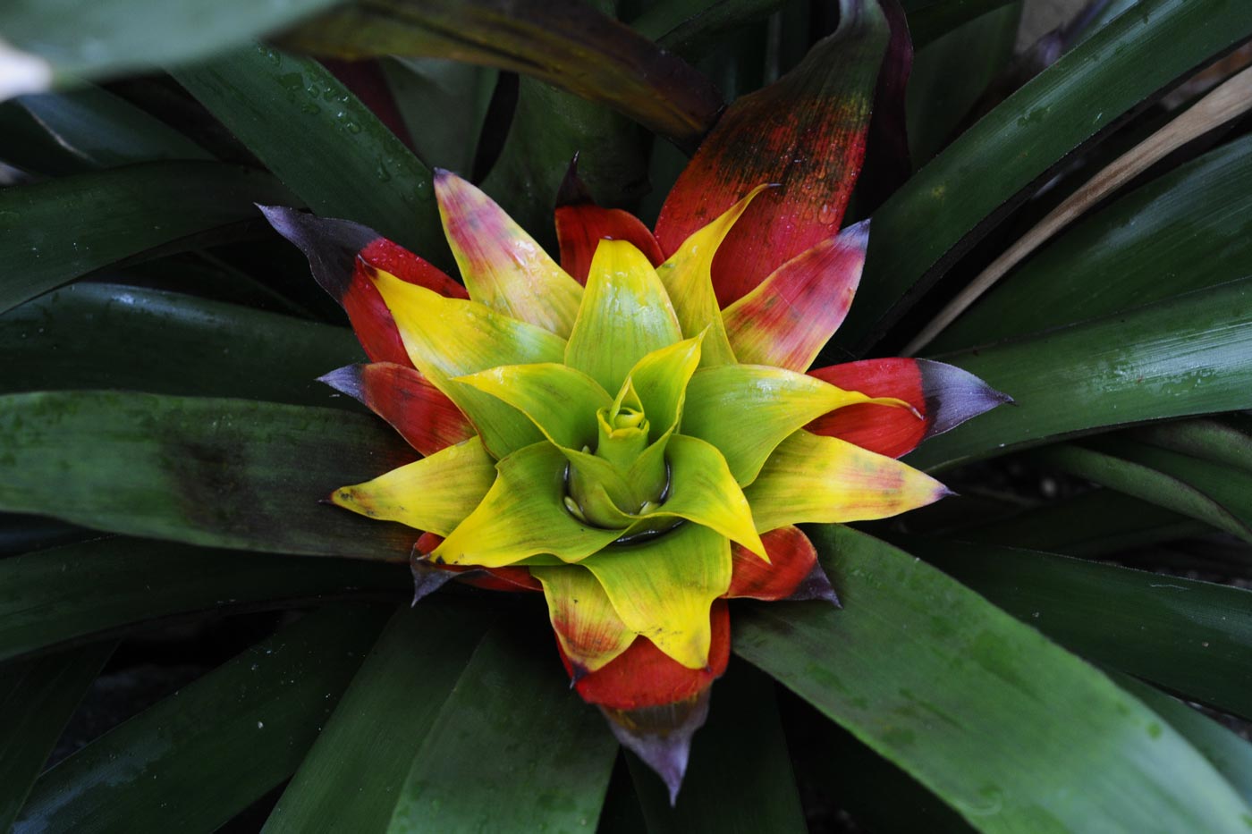 Plant in the Tropical Plant Showhouse