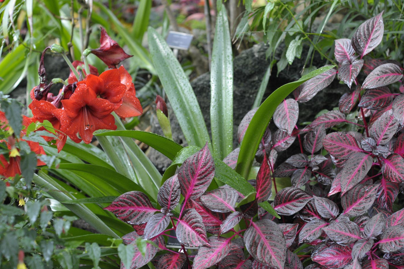 Tropical Showhouse plants