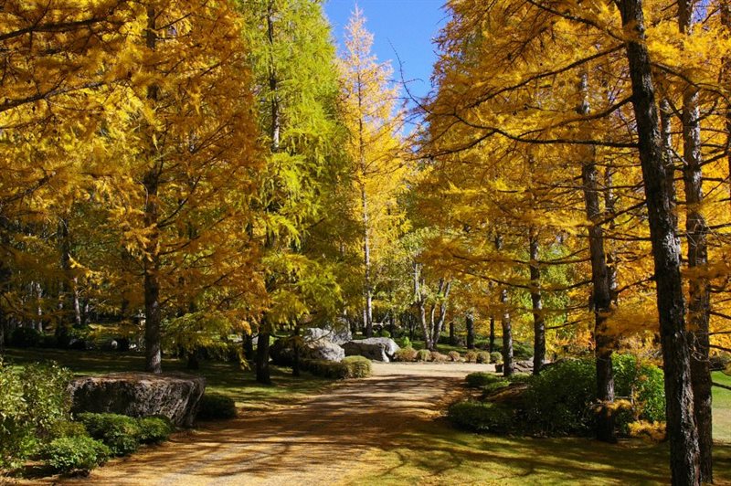 Kurimoto Japanese Garden in Fall with coloured leaves