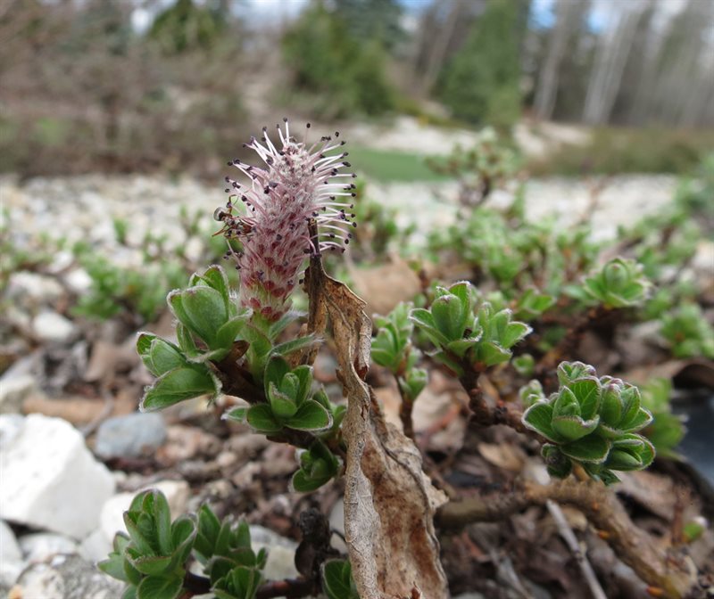 Plant in the Patrick Seymour Alpine Garden