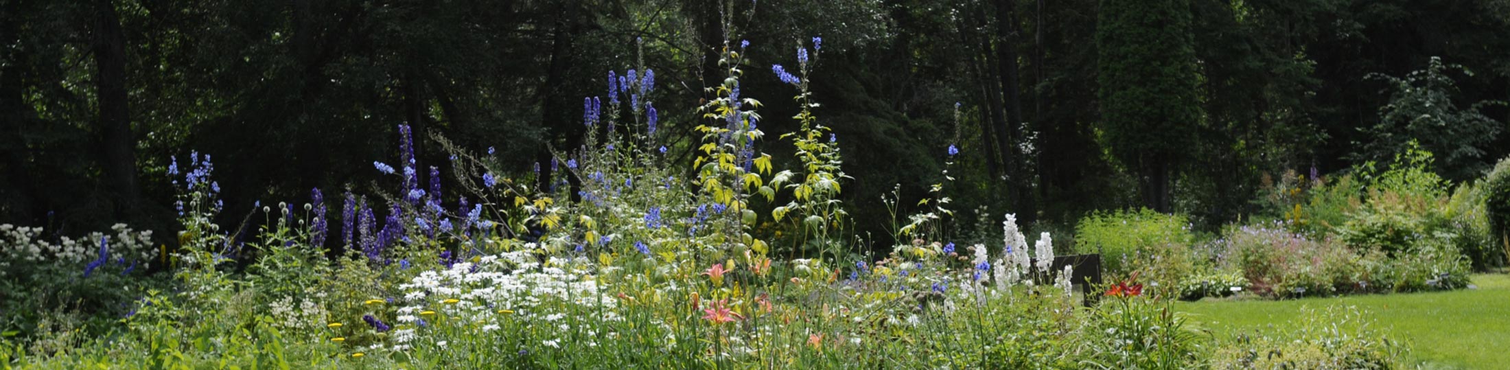 The primula dell in the Botanic Garden collections