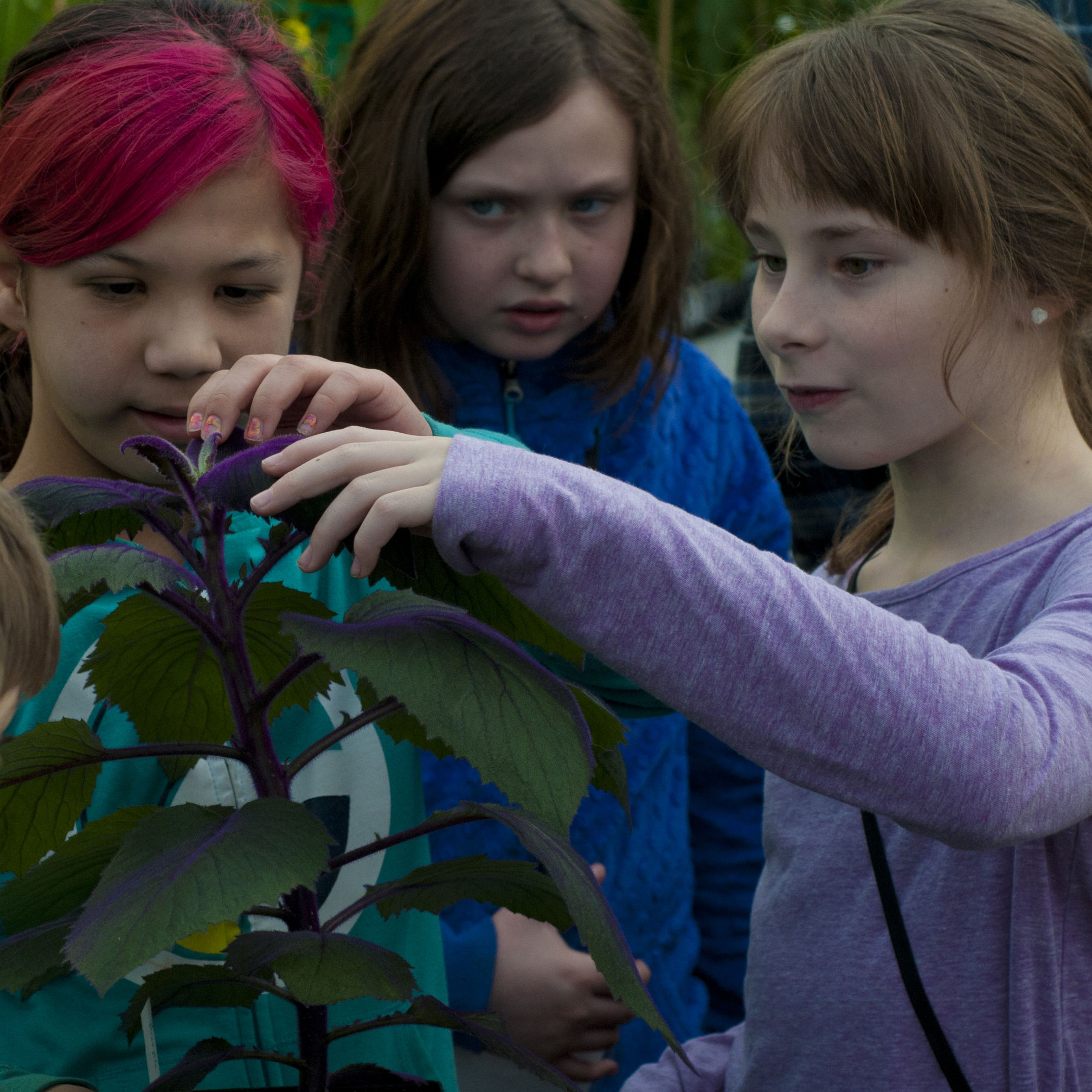 ualberta-botanic-garden-green-school1.jpg