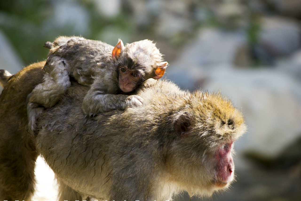 Snow Monkey Snuggles Post Hot Spring Swim