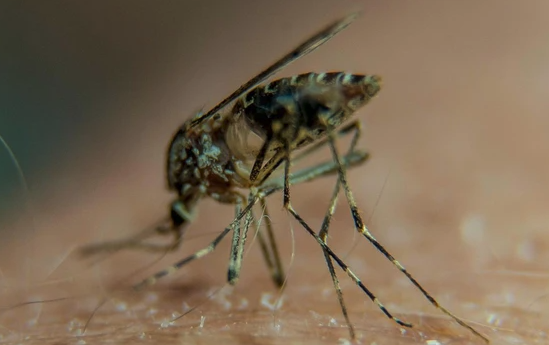 Cancer drugs could protect brains of children suffering malaria: U of A ...