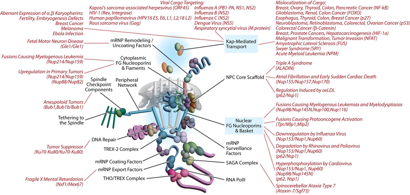 Aitchison Research Pic 1