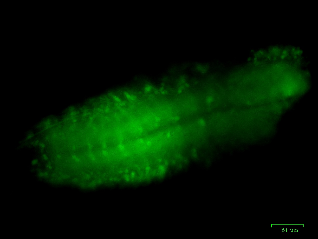 Discovery Day Image of a Larvae