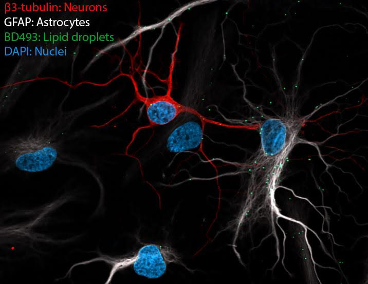 Ioannou Research Image