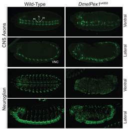 Drosophila