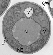 Yarrowia lipolytica