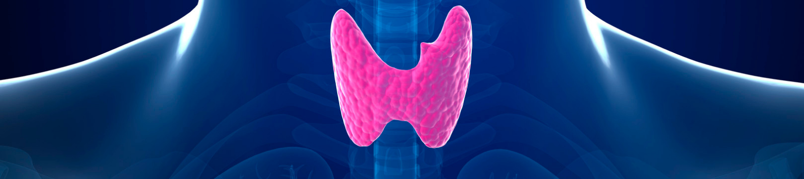 Picture of a thyroid gland