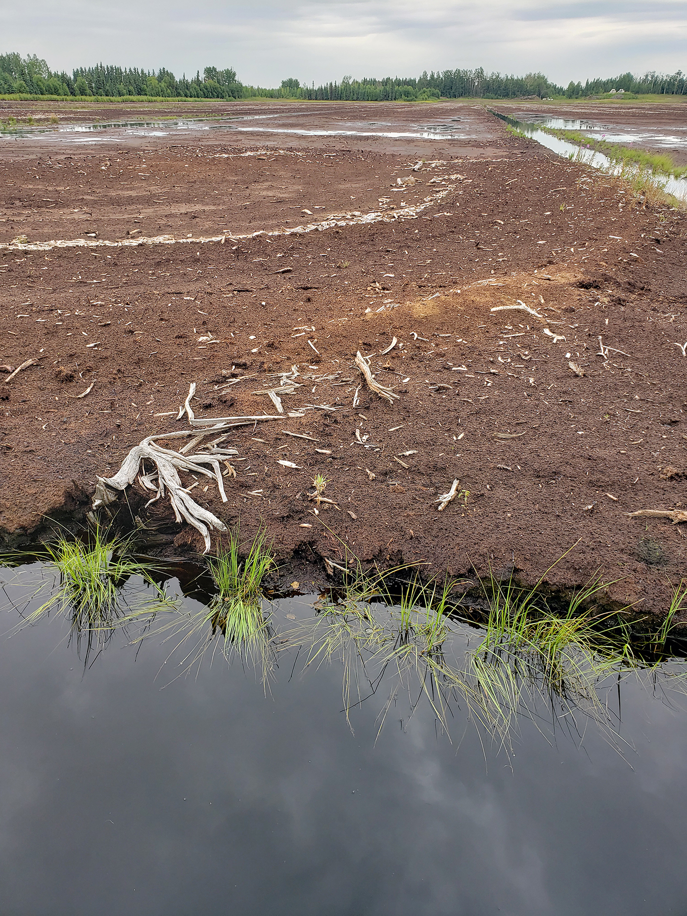 Field of brown peat to be harvested