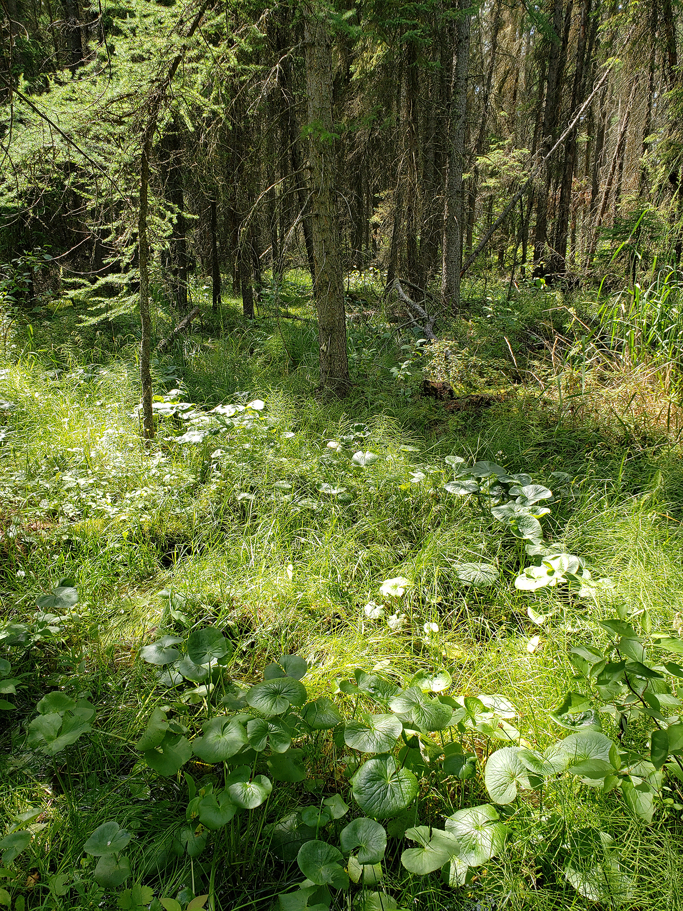 Tamarack trees and marsh plants in peatland