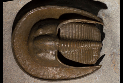 Trilobite with cephalon that wraps rearward to end of tail region