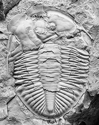 Trilobite moult. Cephalon parts separated along suture lines.