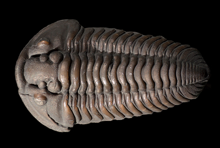 Simple trilobite with no ornamentation