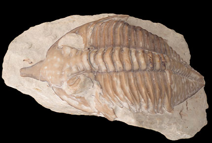 Trilobite with paddle extending forward of cephalon. White colour spots on cephalon.