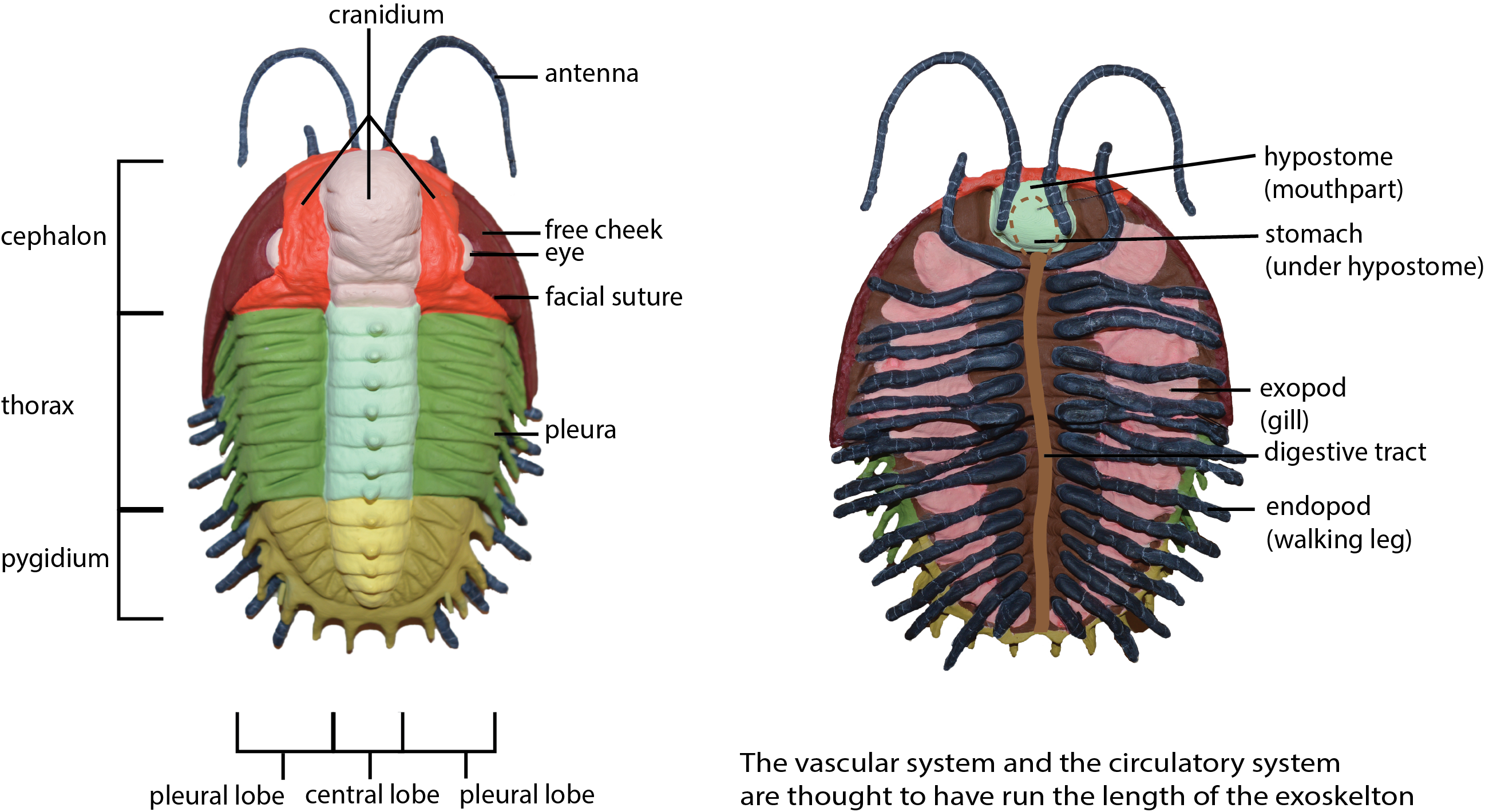 Labeled diagram showing where trilobite body parts are